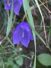 Campanula cochleariifolia