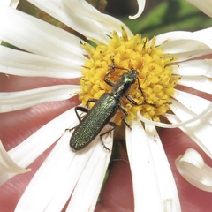 Eleale aspera