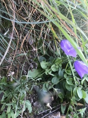 Campanula cochleariifolia