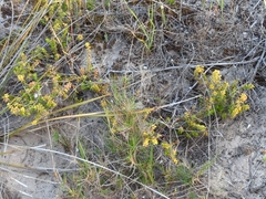 Distichlis distichophylla