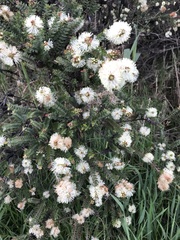 Melaleuca squarrosa