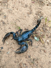 Heterometrus laoticus