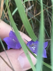 Campanula cochleariifolia