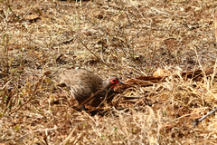 Pternistis swainsonii swainsonii