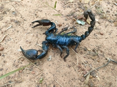 Heterometrus laoticus
