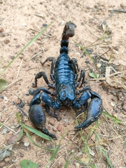 Heterometrus laoticus
