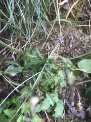 Campanula cochleariifolia