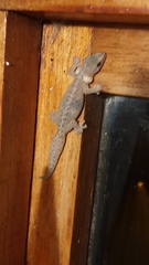 Afrogecko