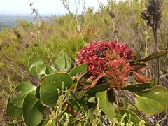 Protea witches broom phytoplasma
