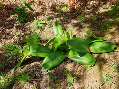 Haemanthus coccineus