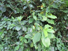 Ficus burtt-davyi