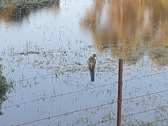 Platycercus elegans flaveolus