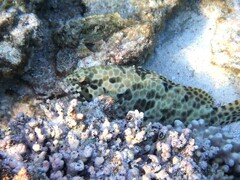 Epinephelus quoyanus