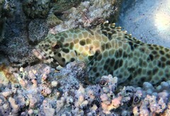 Epinephelus quoyanus