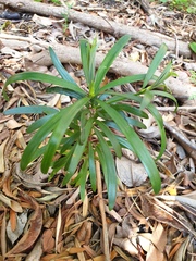 Podocarpus latifolius