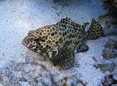Epinephelus quoyanus