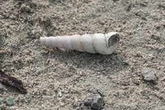 Turritellinella tricarinata