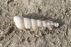 Turritellinella tricarinata