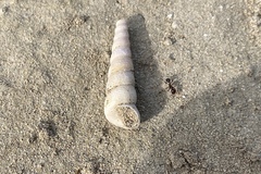 Turritellinella tricarinata