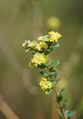Pimelea flava flava