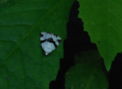 Maliattha ruptifascia