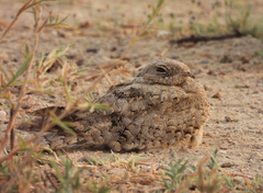 Caprimulgus aegyptius