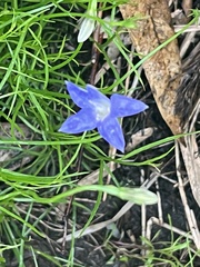 Wahlenbergia stricta