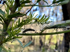 Cryptoptila australana