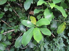 Ficus burtt-davyi