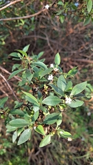 Myoporum petiolatum