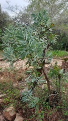 Protea caffra caffra