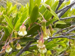 Diospyros glabra