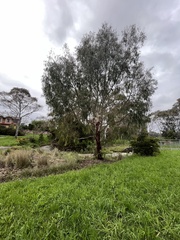 Eucalyptus viminalis