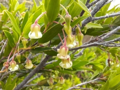 Diospyros glabra