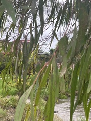 Eucalyptus viminalis