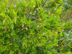 Diospyros glabra