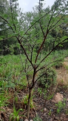 Vachellia karroo