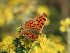 Polygonia c-aureum