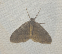 Operophterini