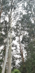 Eucalyptus viminalis viminalis