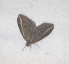 Chesias legatella