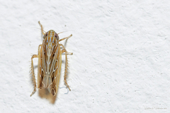 Mendozellus asunctia