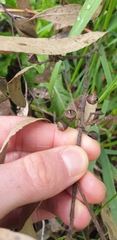 Eucalyptus viminalis viminalis