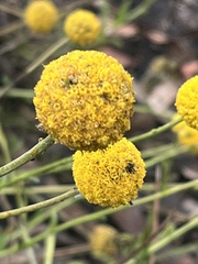 Pycnosorus chrysanthus