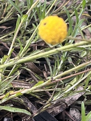 Pycnosorus chrysanthus