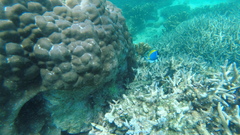 Acanthurus leucosternon