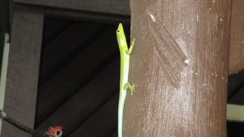 Prasinohaema virens observed 2012-10-28