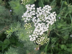 Achillea ligustica