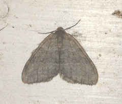 Operophterini