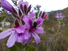 Pelargonium cucullatum